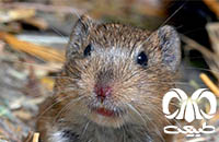 گونه ول گونتر Guenthers Vole